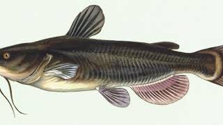 Catfish | Wikipedia audio article