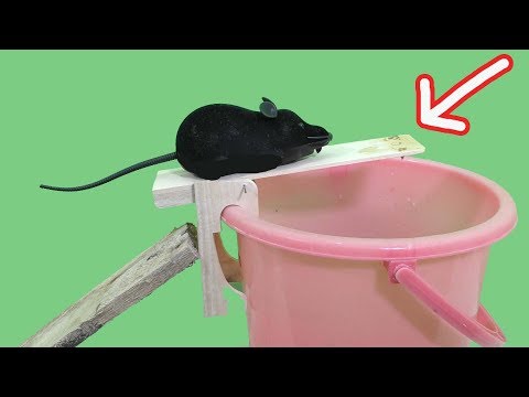 JEBAKAN TIKUS TERBAIK DIAM MEMATIKAN JEBAKAN TIKUS TERBAIK DIAM MEMATIKAN