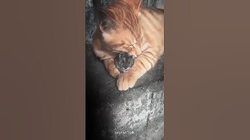 Tom and Jerry😼🐭 in real life 👉😚👈 Preset Alightmotion Xml File📁 @ninjafactsedits #shorts #tiktok