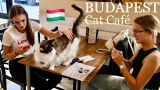 Cat Café in Budapest    Hungary Budapest Travel