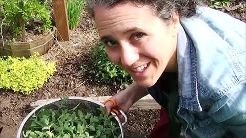 Catnip Harvest and Uses and Other This~N~That