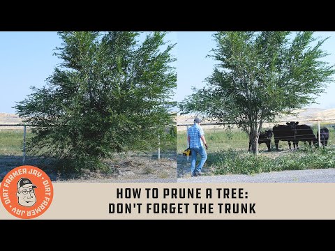 Video: Alberi di Gumbo Limbo in crescita: cos'è un albero di Gumbo Limbo