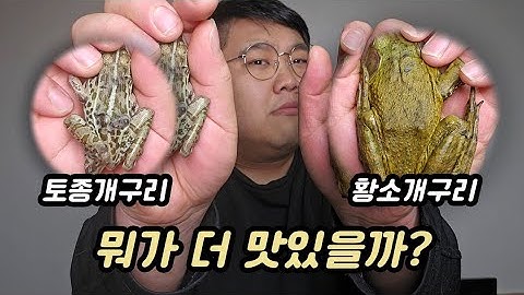 토종개구리 vs 황소개구리 요리! 과연 뭐가 더 맛있을까요?