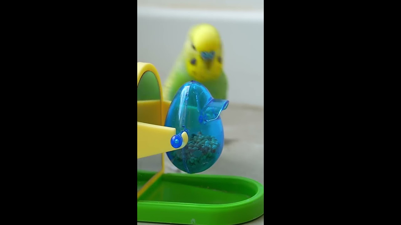 This Amazon Bird Toy Is SO COOL