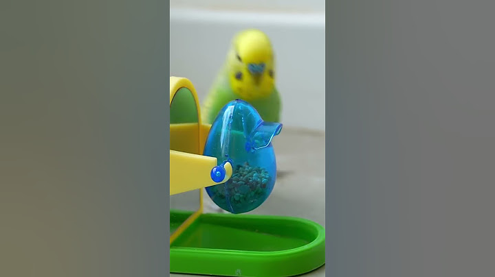 This Amazon bird toy is SO COOL