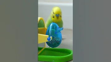 This Amazon Bird Toy Is SO COOL 