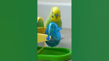 This Amazon bird toy is SO COOL