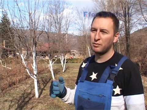 Video: Orezivanje mugo bora - naučite kako orezati bor mugo