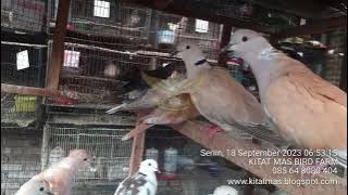 Tanggaran serba anggungan puter derkuku perkutut #kitatmasbirdfarm #085648080404
