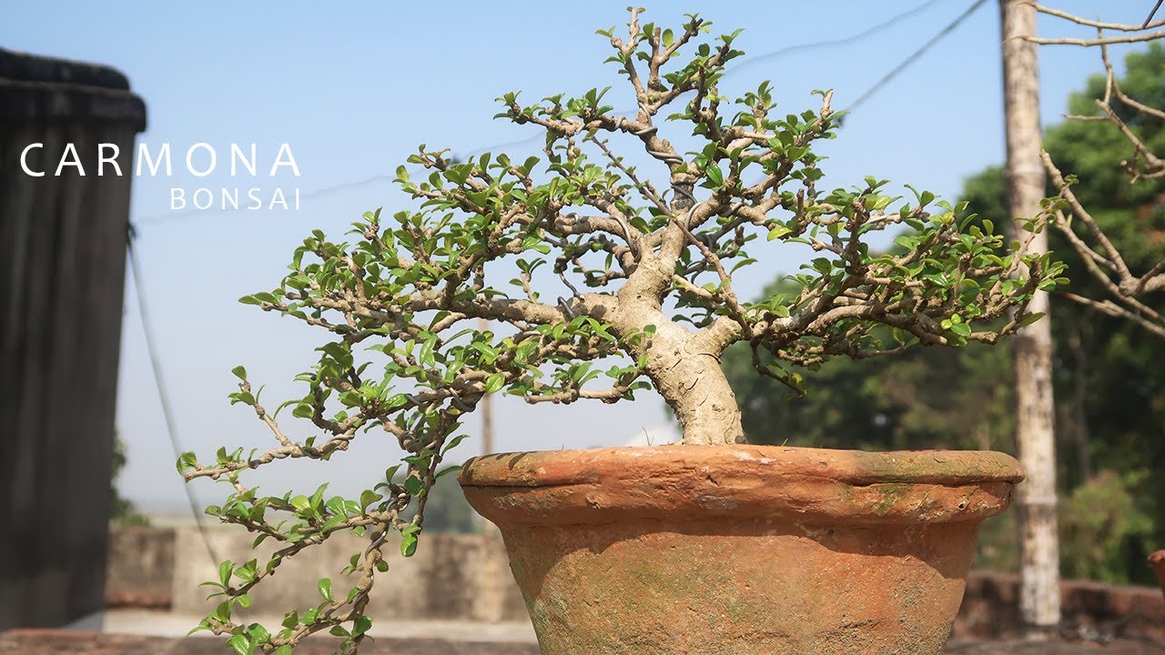 Carmona microphylla. Bonsái 16 años. Té de Fukien | Mistral Bonsai