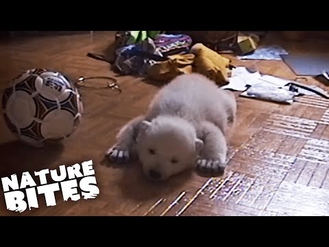 Baby Polar Bear