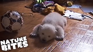 Baby Polar Bear Raised By Humans | Nature Bites