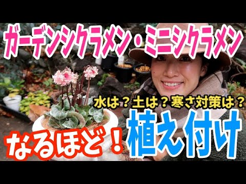 植え付け ガーデンシクラメン ミニシクラメンの鉢植え方法 ポイント満載 土 鉢 植え方 置き場所 水遣り 肥料 寒さ対策は ガーデニング Youtube