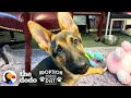 Very Special German Shepherd Puppy Finds A Brother Who Just Gets Him | The Dodo Adoption Day
