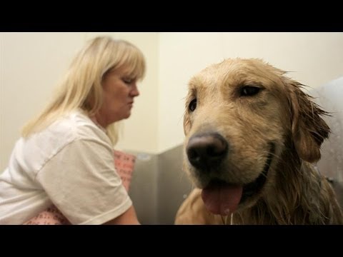 Video: Hund givet op for dårlig adfærd finder præcis hvad han har brug for i fængselsuddannelsesprogram