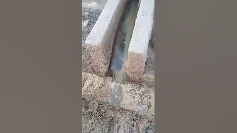 Cow dung cleaning in dairy farms at Karachi Cattle Colony with fresh water