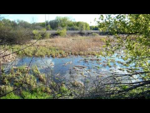 DSCN1741 frogs mating calls may2, 2017 mpls mn