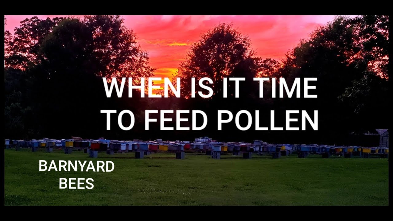 When Is Best Time To Start Feeding Pollen? YouTube