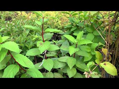 Video: Himalayani Hydrangea