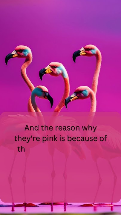 A group of flamingos is called a flamboyance - YouTube