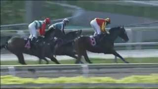 [新加坡賽馬] 20171117 第1場：飛龍帝國
