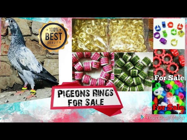 Gorilla pets Pigeon Rings (DNA Identification Ring) Multicolor Set of