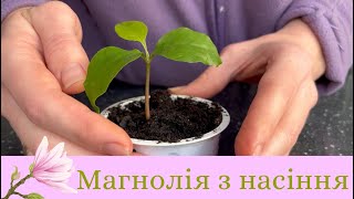 Від насіння до весняних чудес: як проростити магнолію вдома🌸