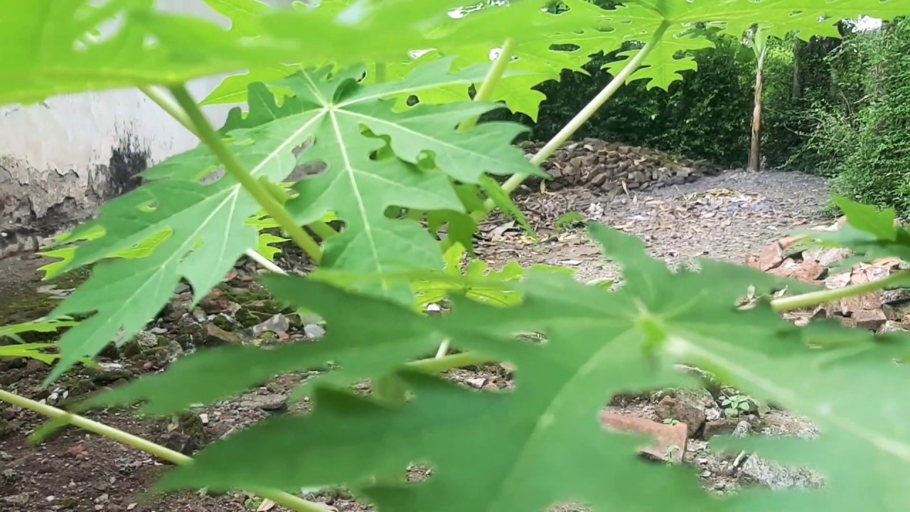 Daun pepaya 