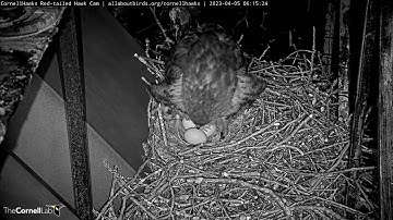 Big Red Lays Egg #3 Before Dawn At Cornell Hawks Nest | April 5, 2023