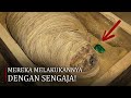 Mereka Membuka Mumi dan Menemukan Sesuatu yang Mengejutkan
