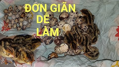 Cách ấp trứng chim Cút vài ngày là nở.Không cần máy ấp trứng Bạn cũng làm được