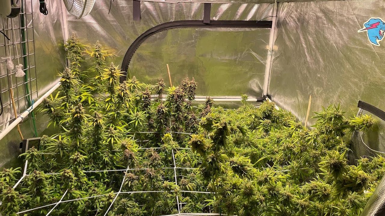 Growing: Week 8. Harvest day. Results in description