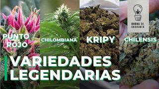 PUNTO ROJO, CHILOMBIANA, KRIPPY, and CHILENSIS: What are these varieties?
