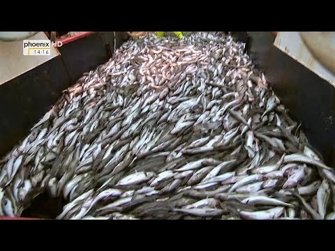 Video: Fischstäbchen Am Meer