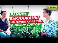 Ранние баклажаны и перцы уже созрели. Урожайные сорта перцев и баклажанов