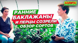 видео: Ранние баклажаны и перцы уже созрели. Урожайные сорта перцев и баклажанов картинка: Ранние баклажаны и перцы уже созрели. Урожайные сорта перцев и баклажанов