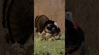 Turkey hunting from layout blinds! #turkeyhunting