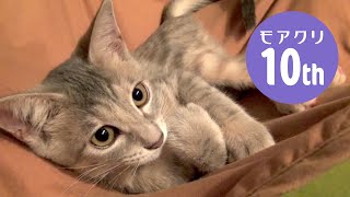 おもちゃ持参で生まれてきた子猫 | 10周年 | #モアクリ Vlog069 by モアクリ 5,480 views 2 years ago 9 minutes, 32 seconds