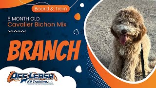 6 mo Cavalier Bichon Mix ~ Branch ~ Mix Dog Trainers ~ Off Leash K9 Training  Phoenix