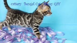 cattery  Bengal Cat  