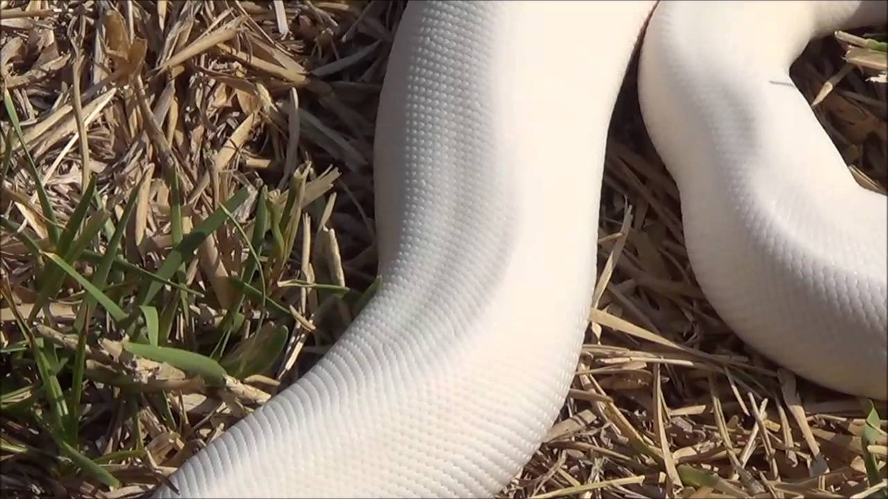 egg incubation chart Steamwerks' FLog: Highlighting A Few Ball Python Companions Exploring Outdoors