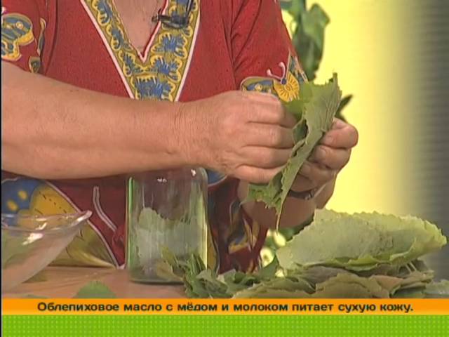 Заготовка виноградных листьев. Час у дачи 22/08/2014 GuberniaTV