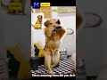 Create Viral-Worthy Dancing Pet Videos from Your Favorite Photos