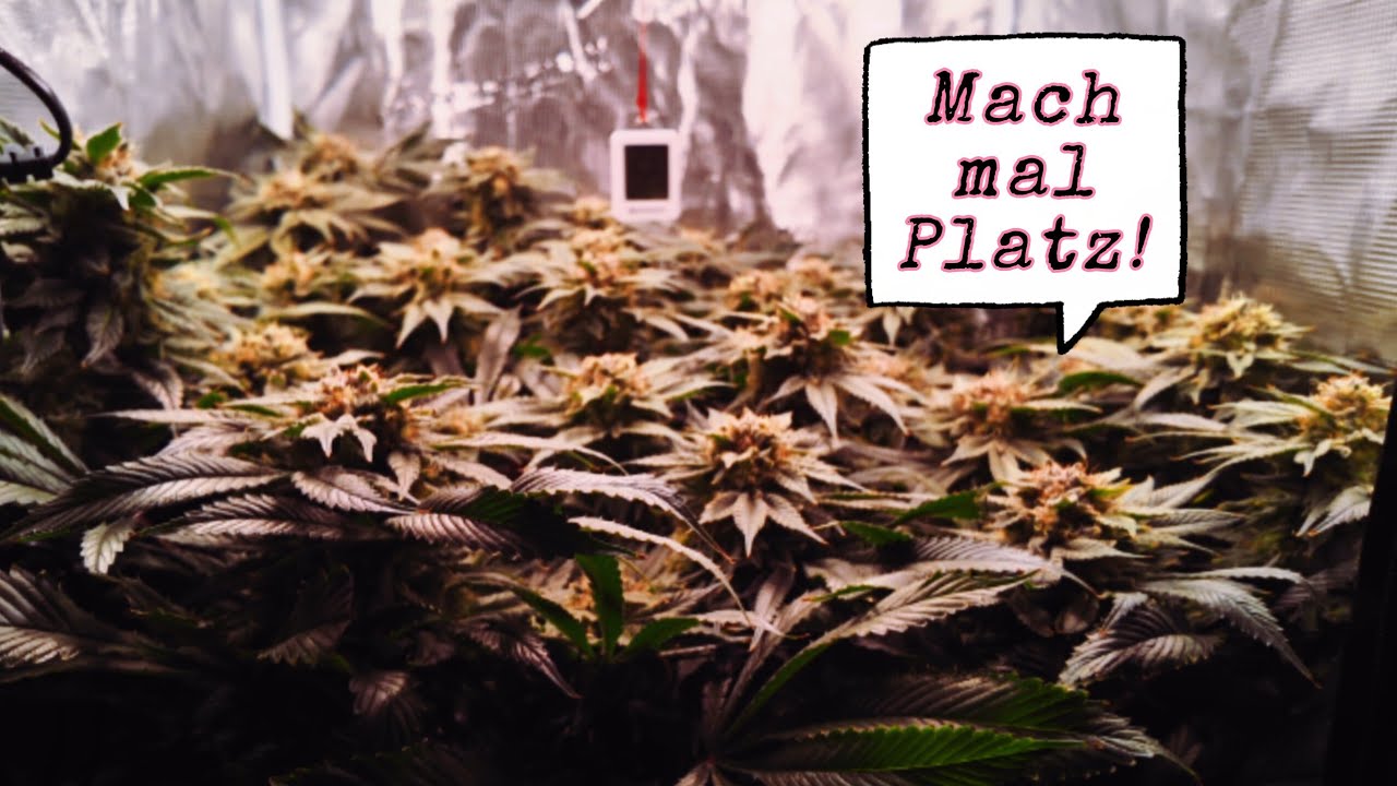 Das Maximum im 60x60 Growzelt | Das Dünger Duell - CANNA vs. ATHENA | Deutscher Cannabis Grow Report