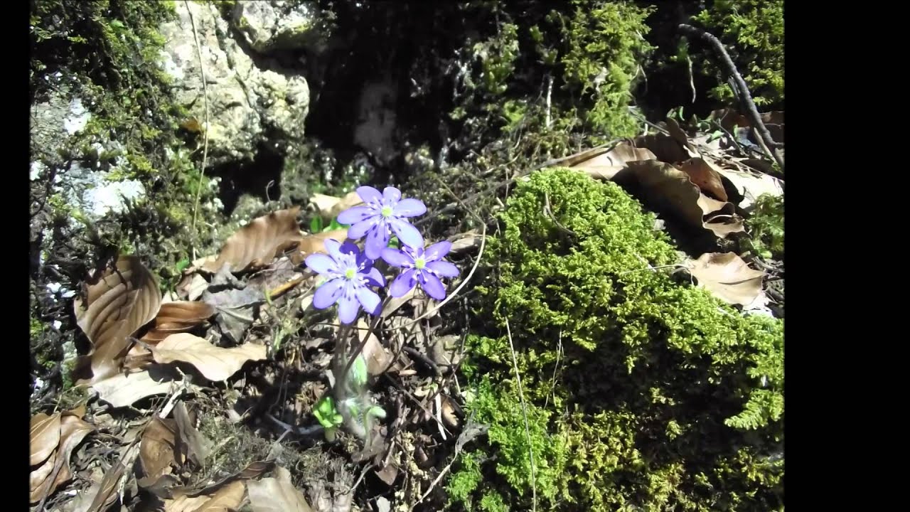 Bihari kirándulás 2015.04.11.