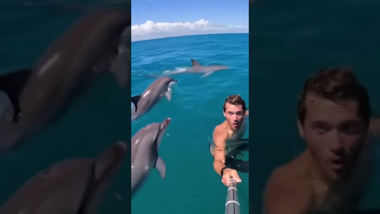 Dolphins Save Swimmer From Shark!