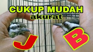 Cara membedakan ciri Ciri burung pelatuk beras jantan dan betina