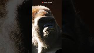 Real Power Needs No Proof 🦍🔥 | Gorilla Raw Dominance #shorts #trending #motivation #power