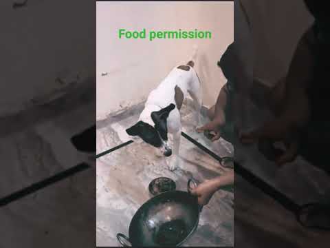 Train your dog