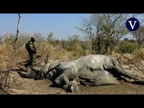 Vídeo: Diferencia Entre La Caza Furtiva Y La Ebullición